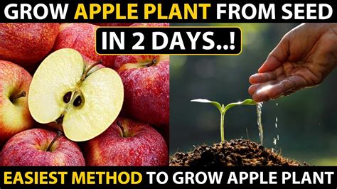 How to grow an apple tree from seed. Things To Know About How to grow an apple tree from seed. 